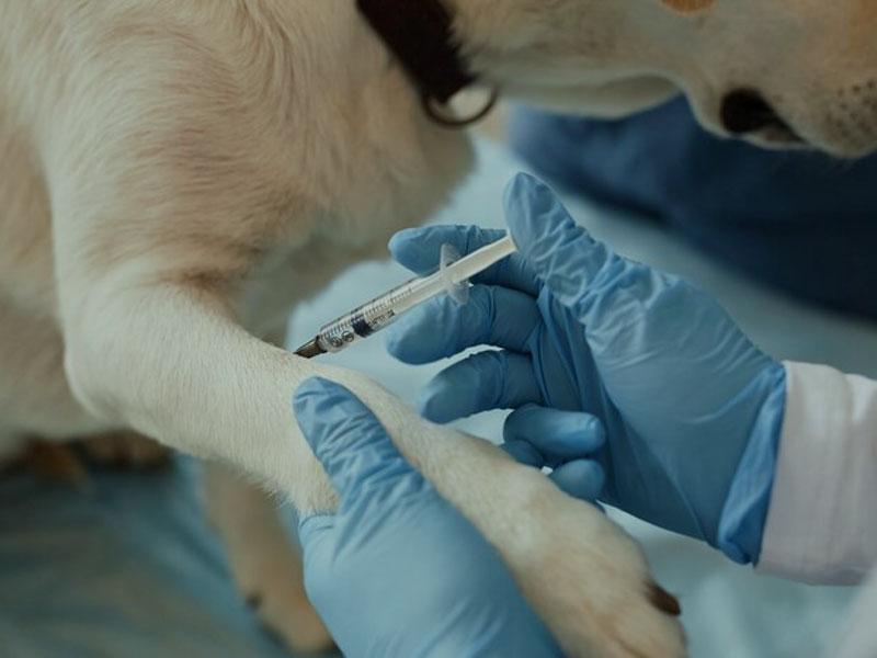 АИМ вакцина објављује најновије претклиничке податке мРНА вакцине против беснила у „нпј вакцинама“: потребне су само две дозе да би се обезбедила 100% безбедна и ефикасна имунолошка заштита